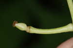 White baneberry <BR>Doll's eyes